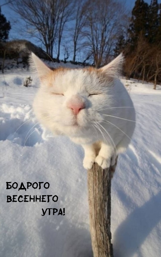 Бодрого весеннего утра!