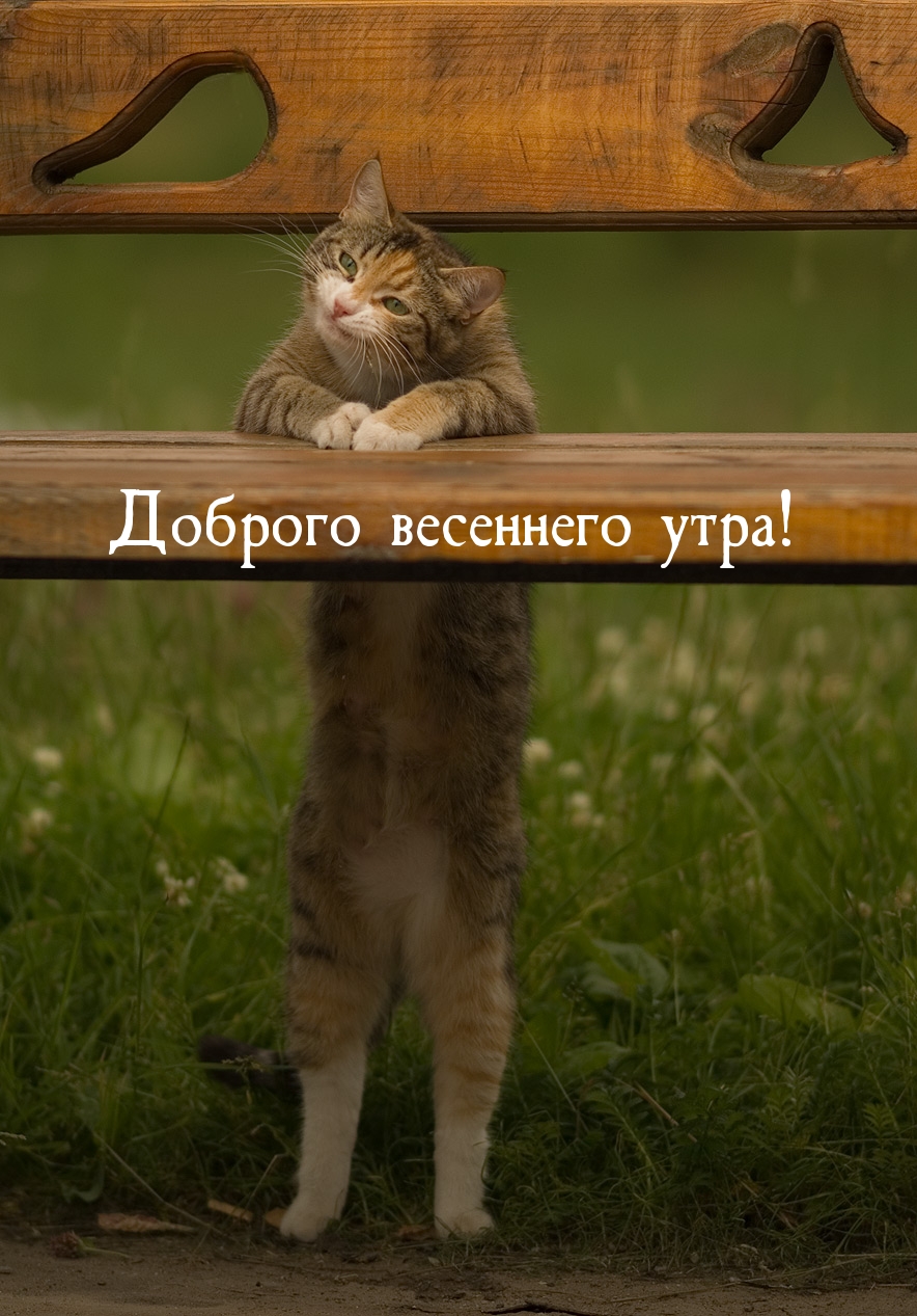 Доброго весеннего утра!