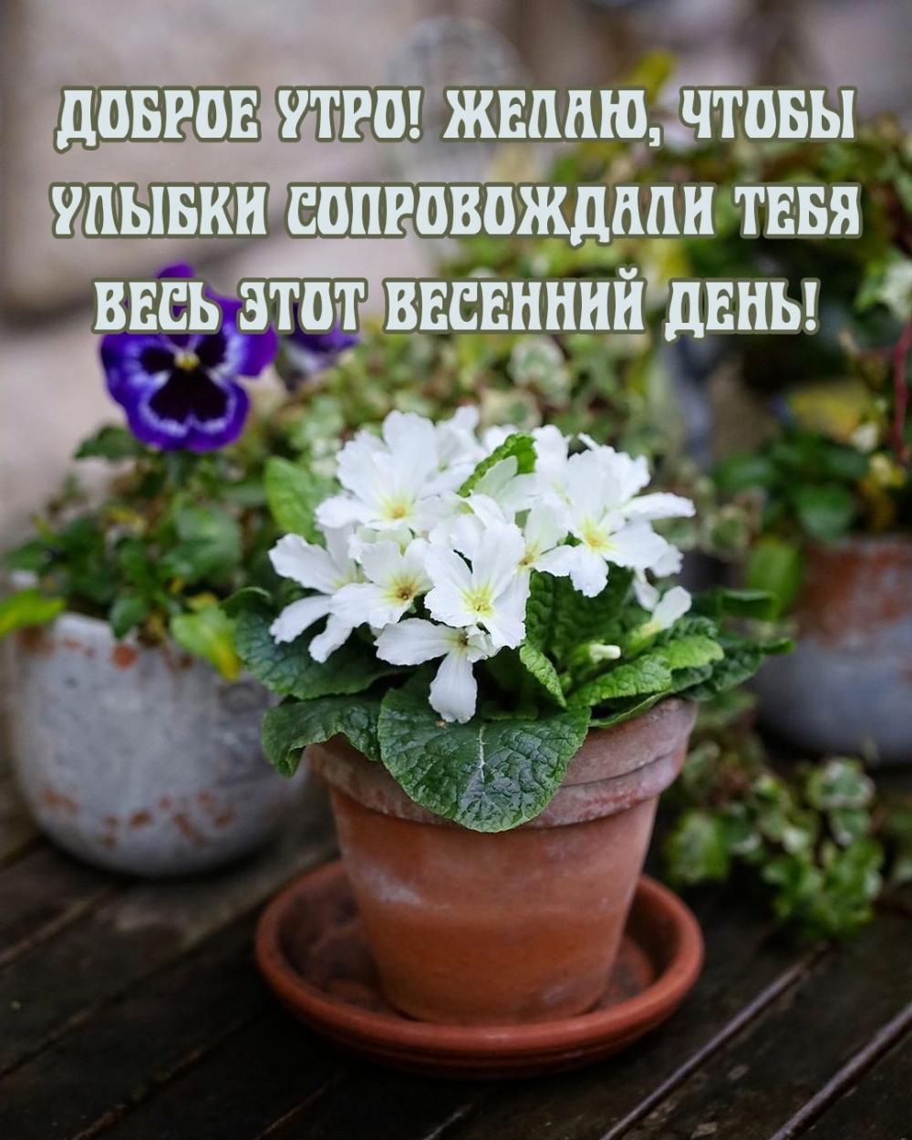 Желаю, чтобы улыбки сопровождали тебя весь этот весенний день!