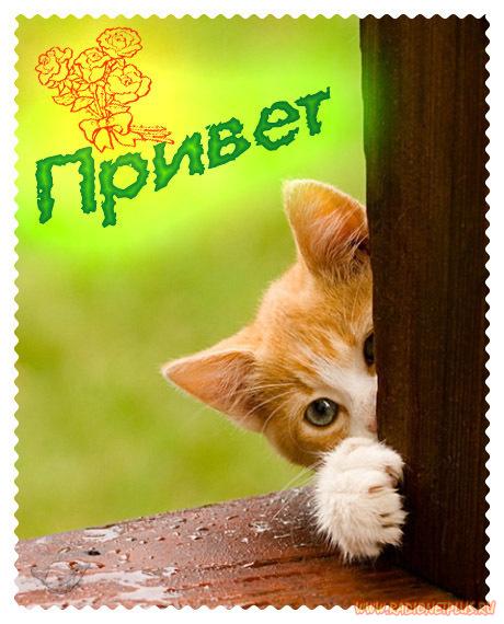 Привет! от котика