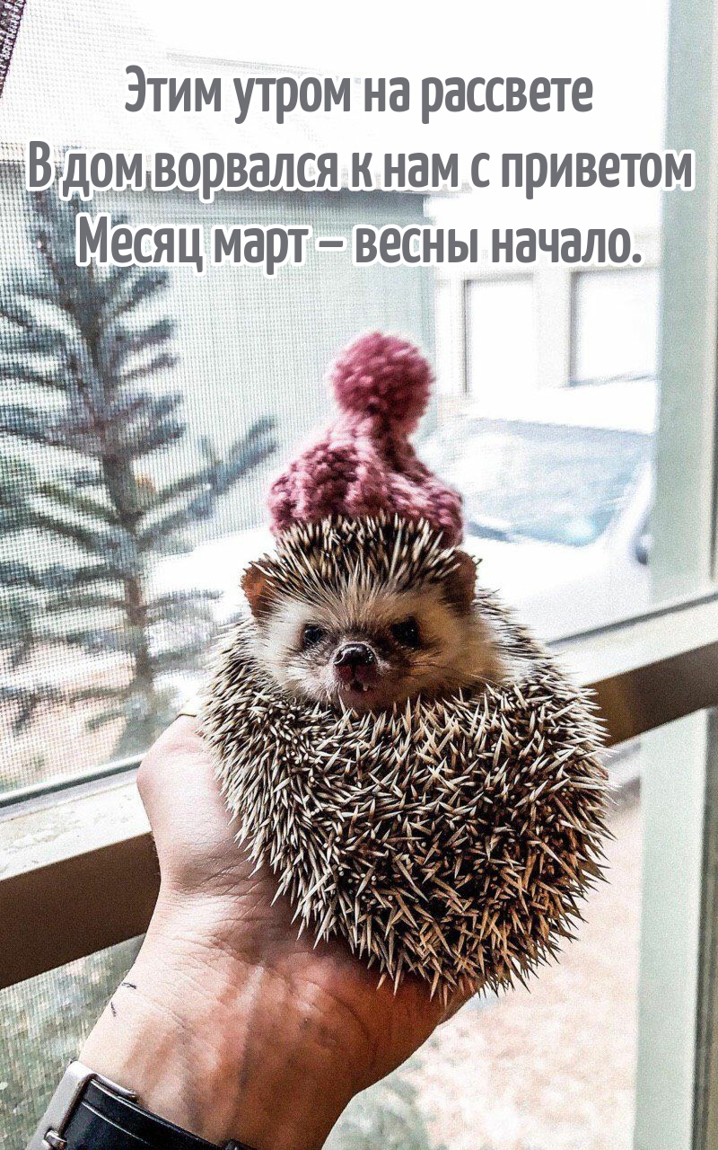 В дом ворвался к нам с приветом месяц март – весны начало.