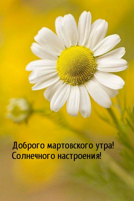 Доброго мартовского утра! Солнечного настроения!