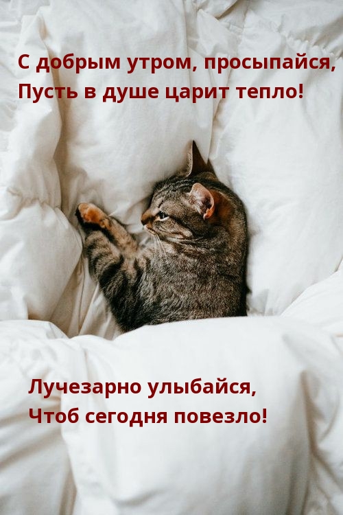 С добрым утром, просыпайся, пусть в душе царит тепло!