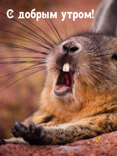 С добрым утром!