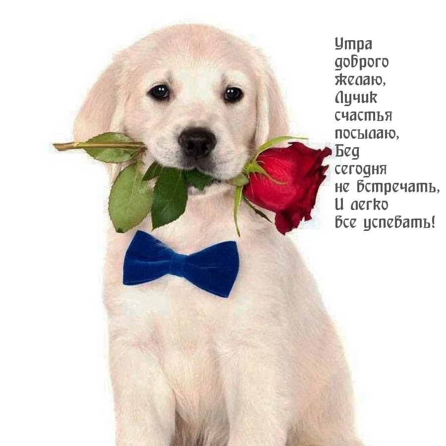 Утра доброго желаю, лучик счастья посылаю