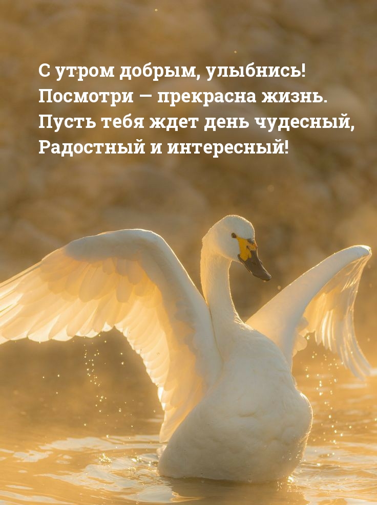 С утром добрым, улыбнись! Посмотри — прекрасна жизнь.