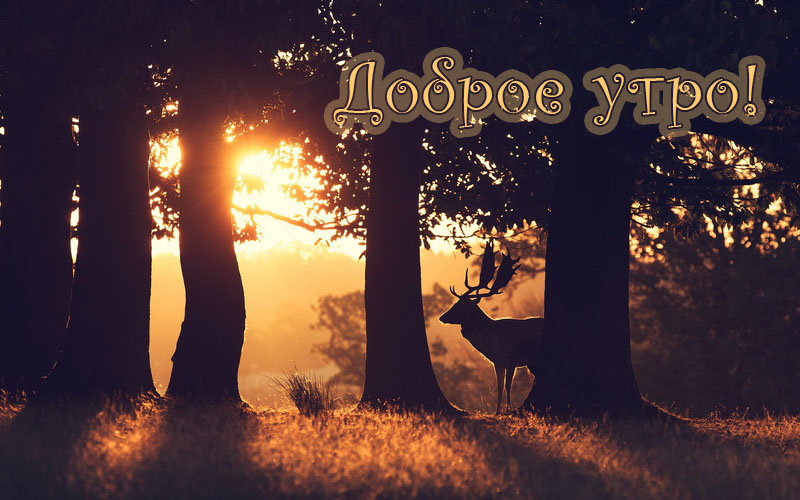 Доброе утро!