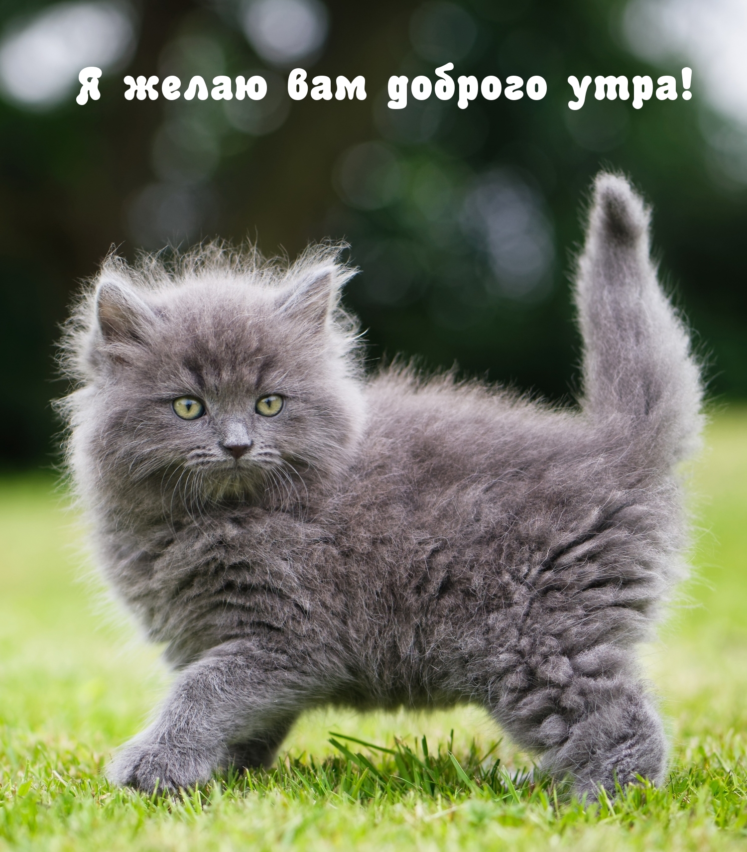 Я желаю вам доброго утра!