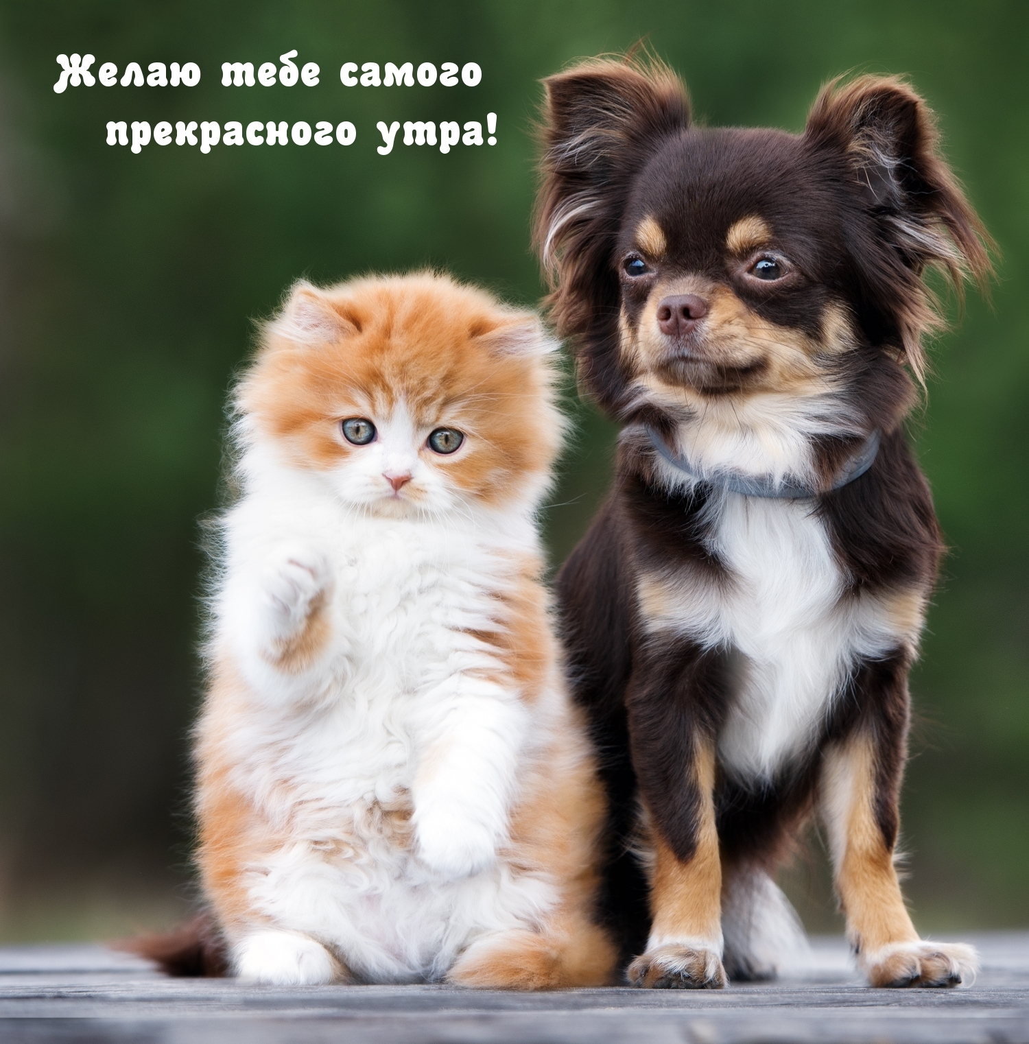 Желаю тебе самого прекрасного утра!