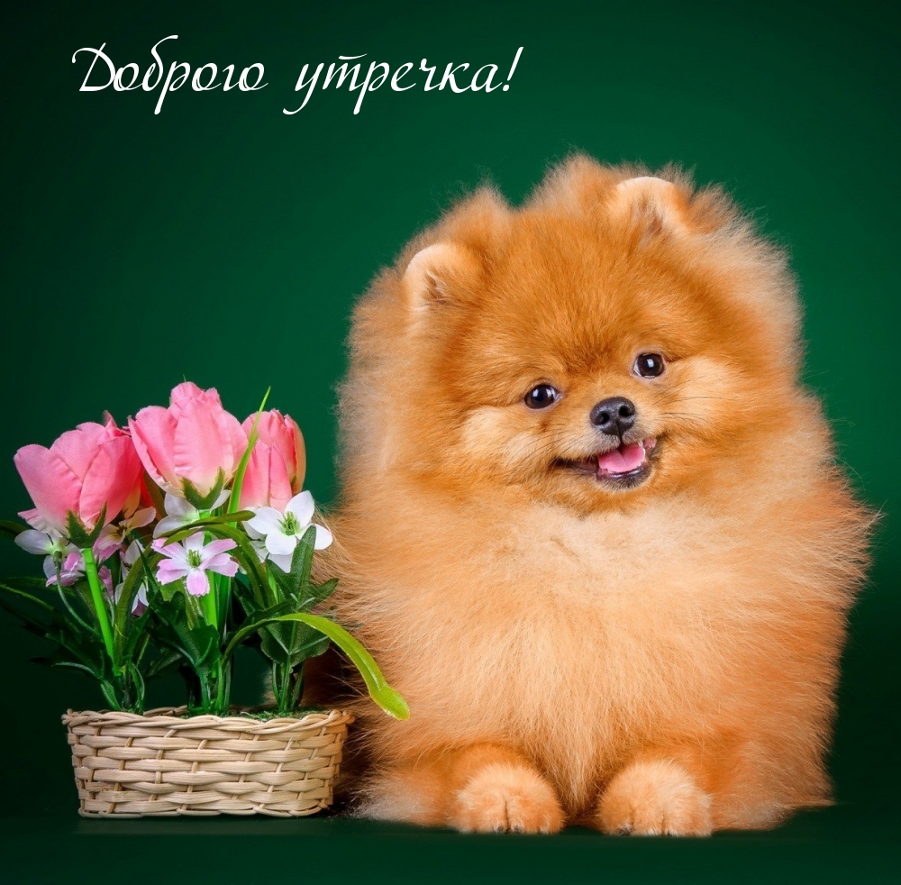 Доброго утречка!