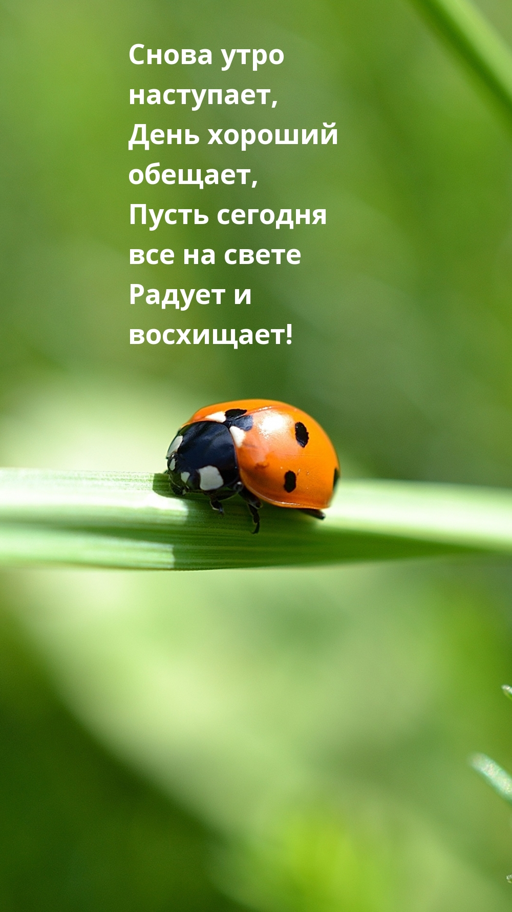 Снова утро наступает, день хороший обещает