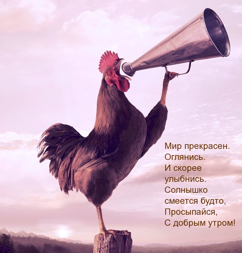 Солнышко смеется будто, просыпайся, с добрым утром!