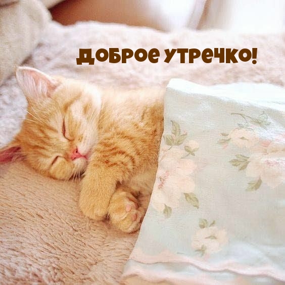 Доброе утречко!
