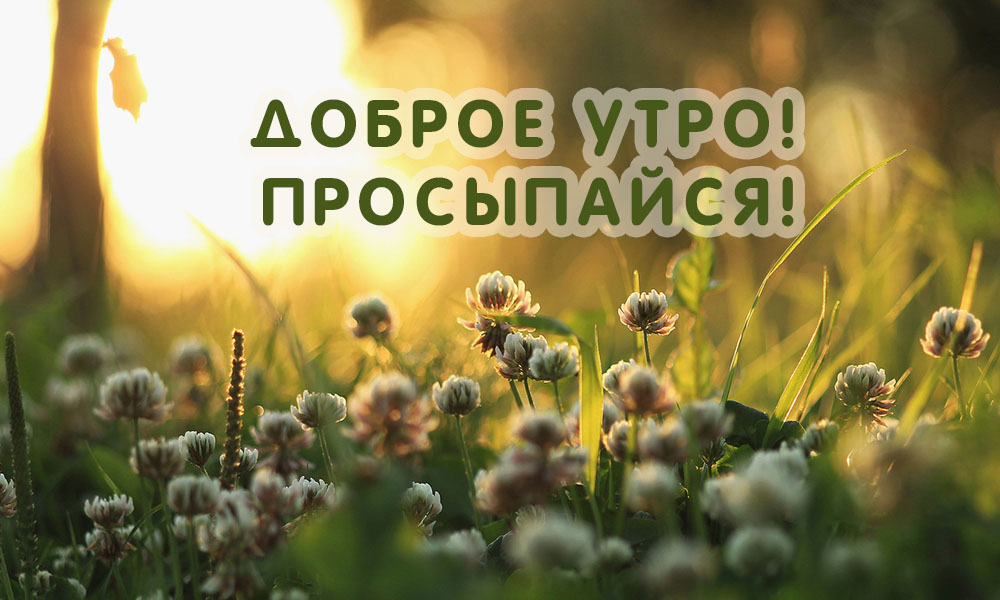 Доброе утро! Просыпайся!