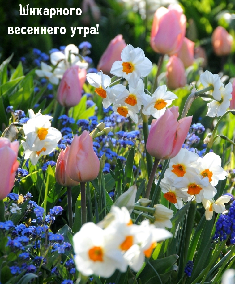 Шикарного весеннего утра!