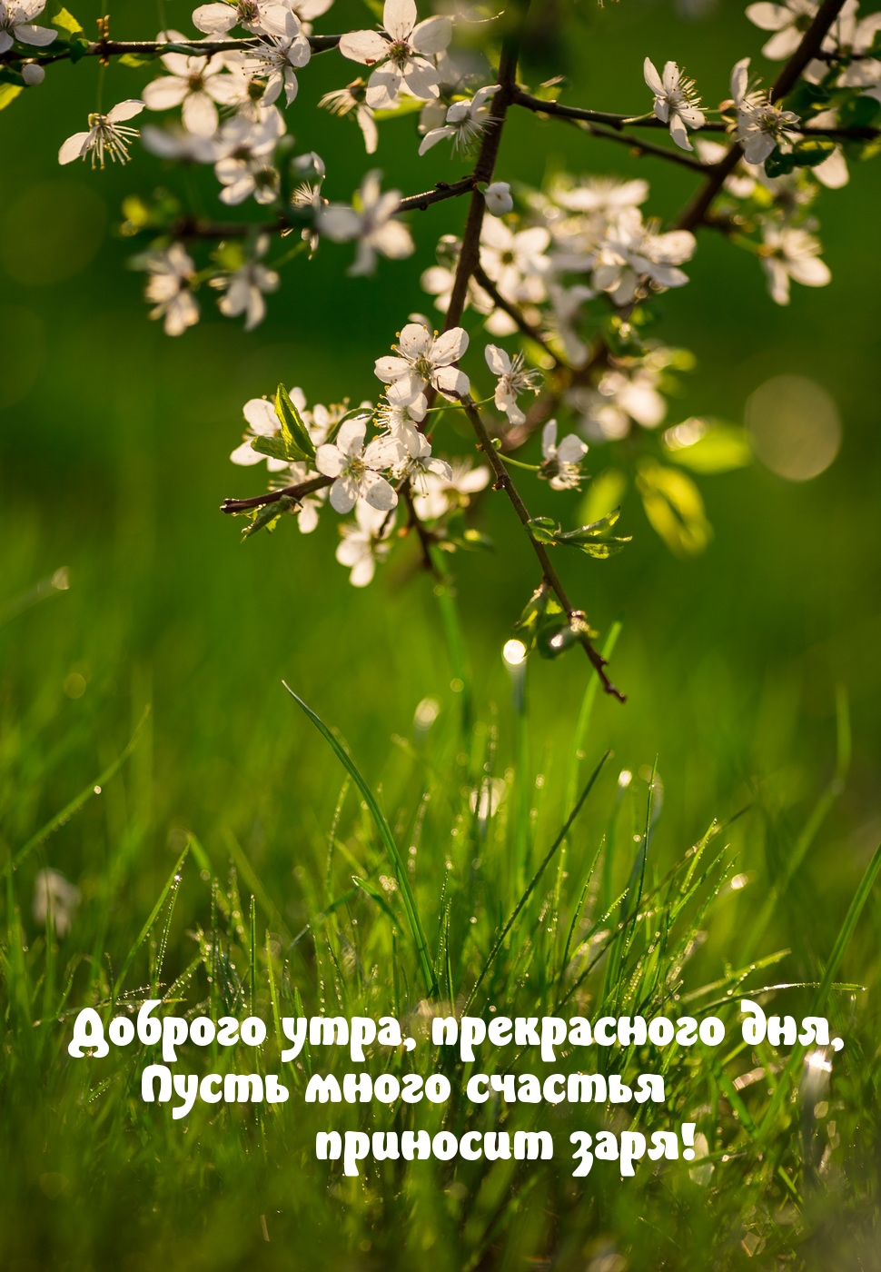 Доброго утра, прекрасного дня, пусть много счастья приносит заря!