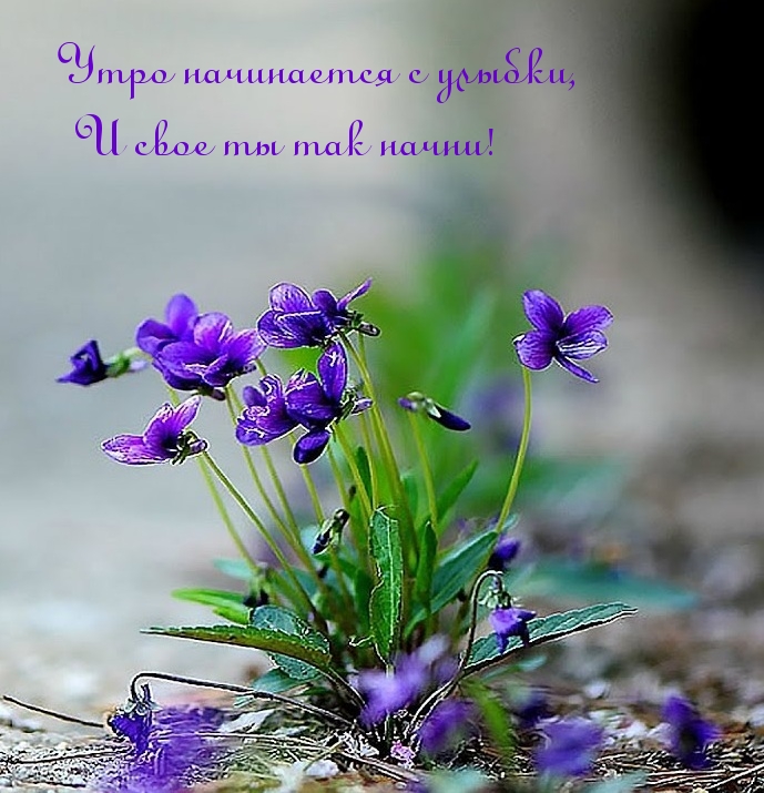 Утро начинается с улыбки, и свое ты так начни!