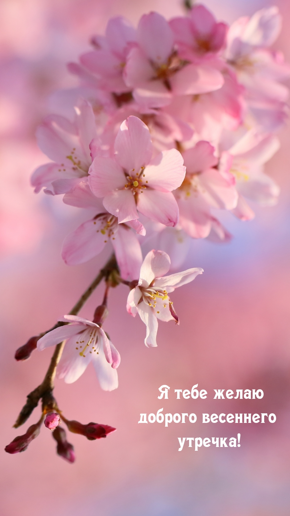Я тебе желаю доброго весеннего утречка!