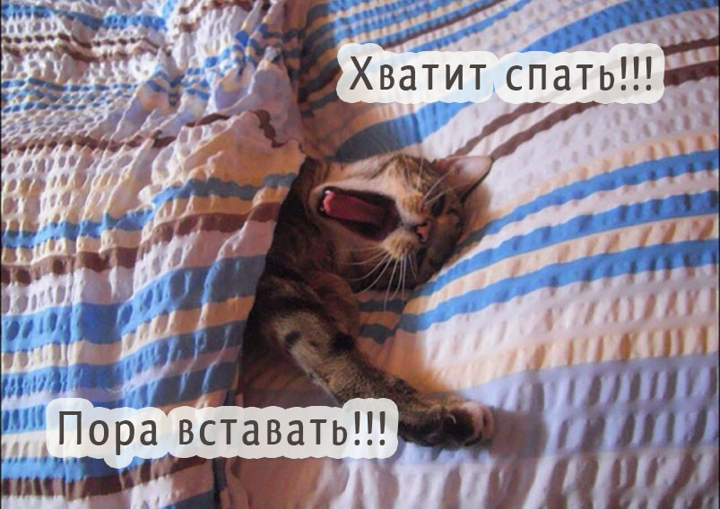Хватит спать! Пора вставать!