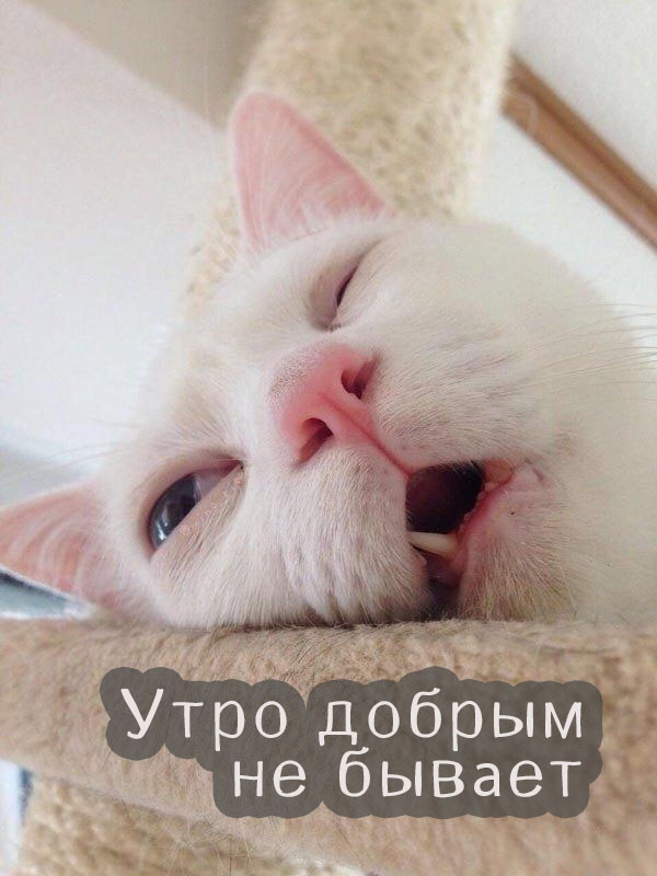 Утро добрым не бывает)