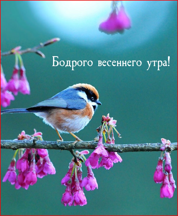 Бодрого весеннего утра!