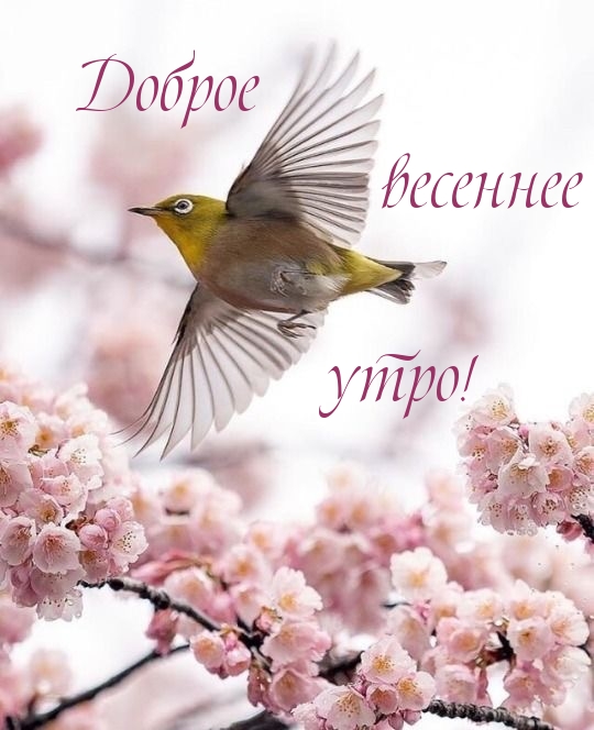 Доброе весеннее утро!