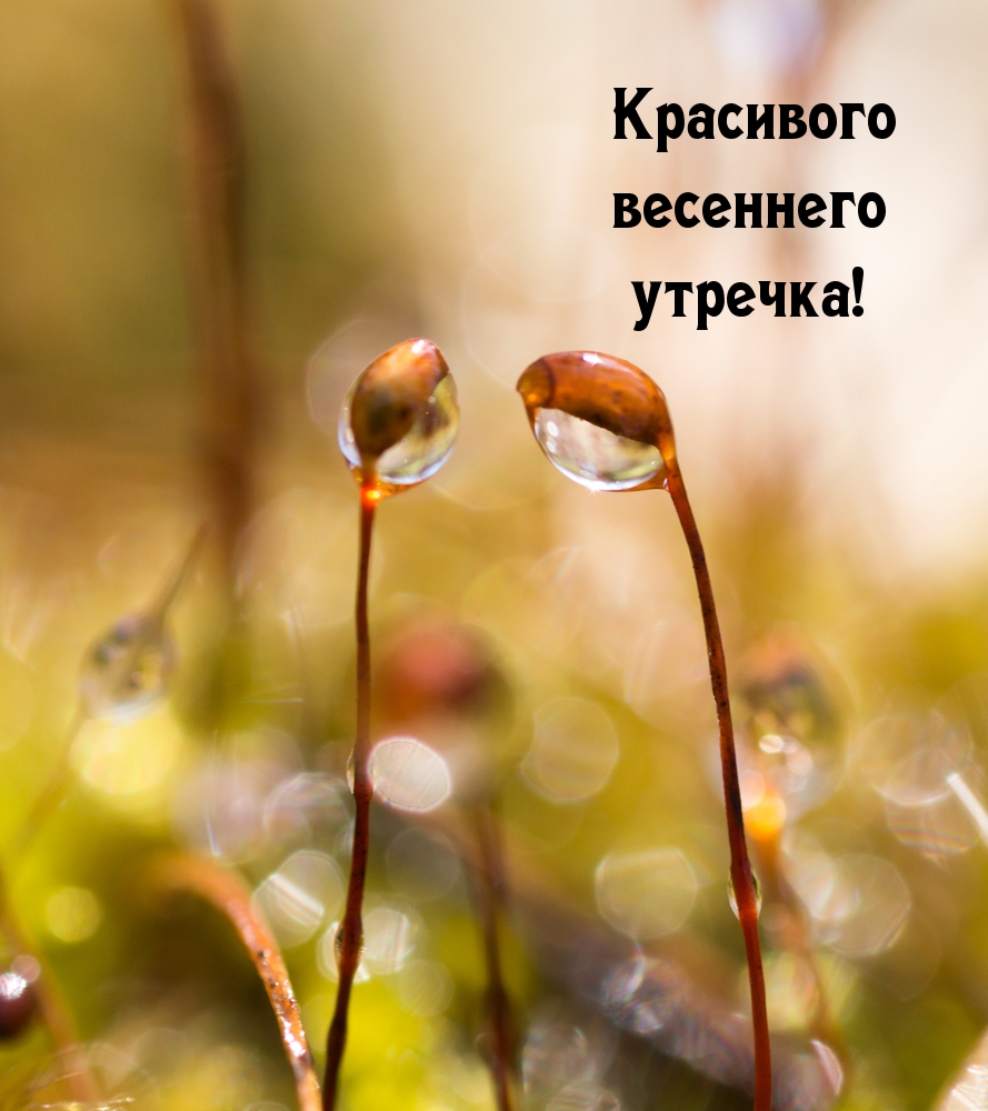 Красивого весеннего утречка!