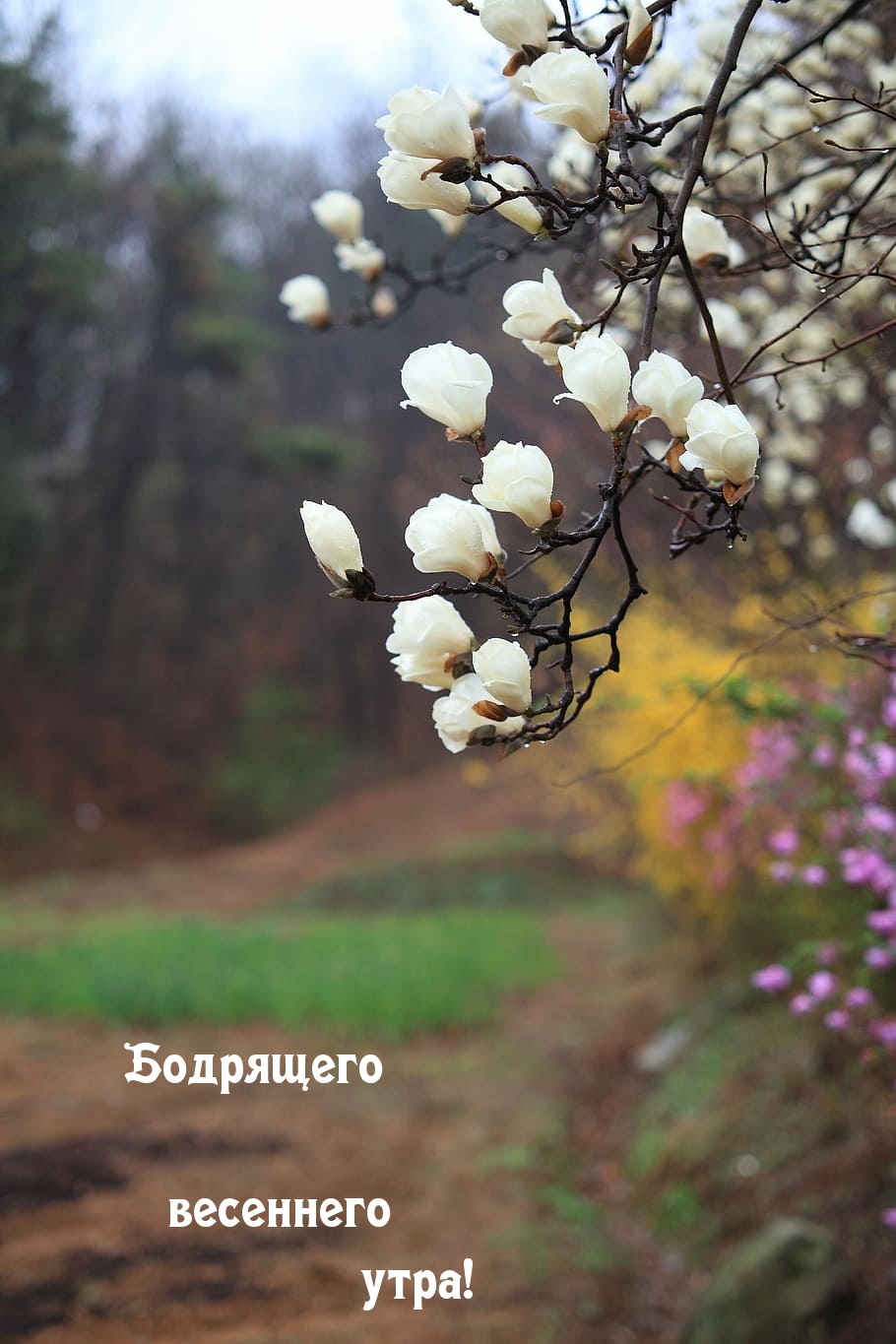 Бодрящего весеннего утра!
