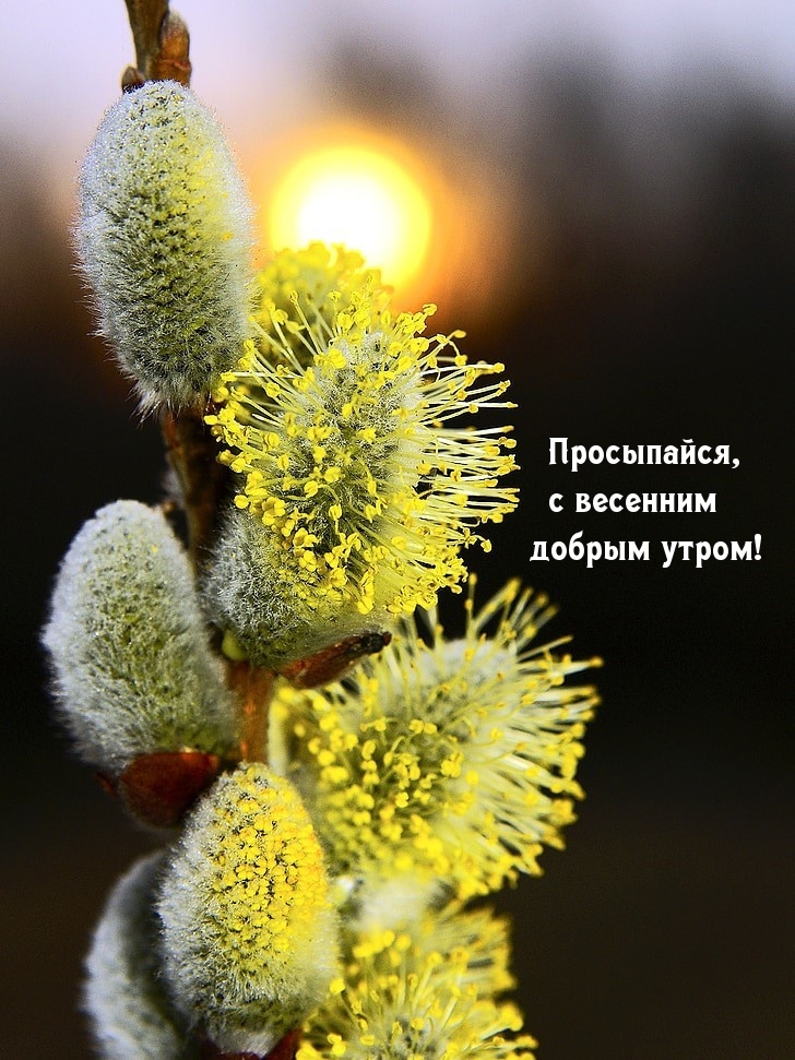 Просыпайся, с весенним добрым утром!