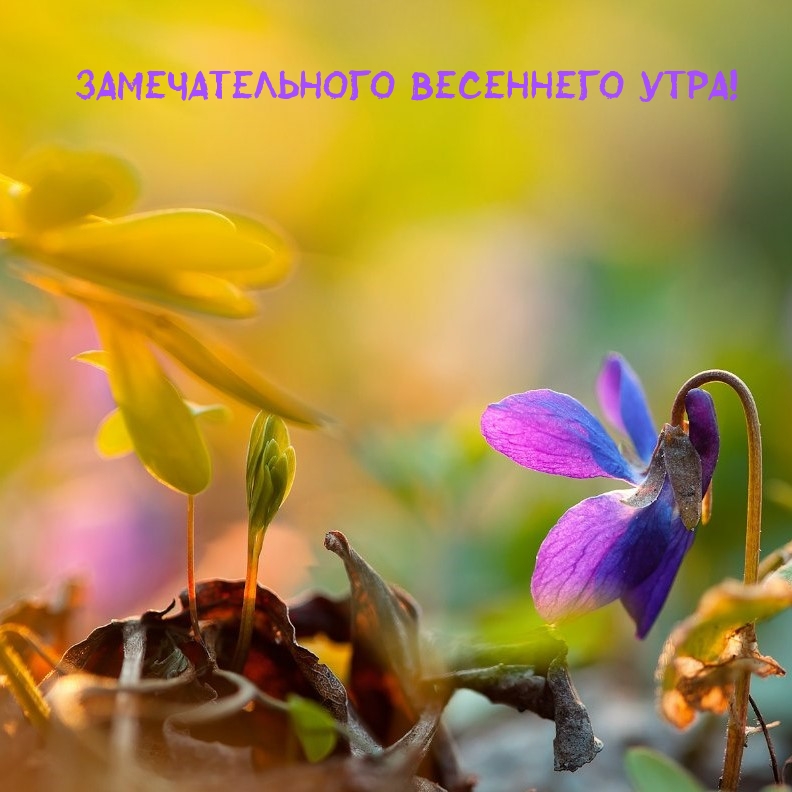 Замечательного весеннего утра!