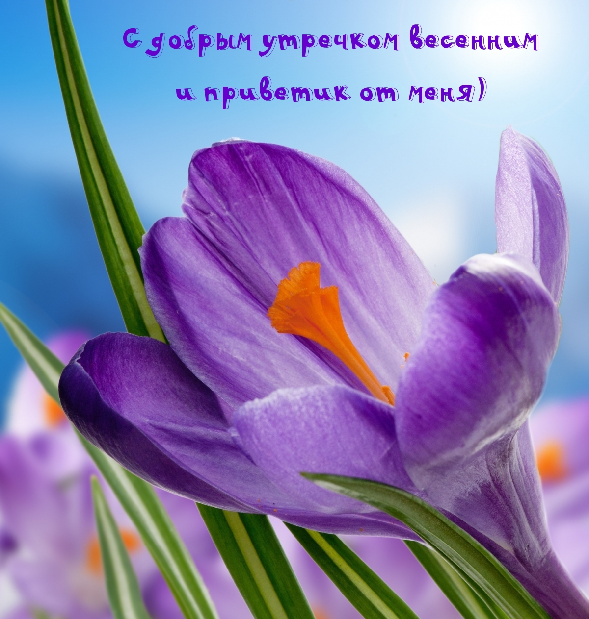 Картинка - С добрым утречком весенним и приветик от меня).