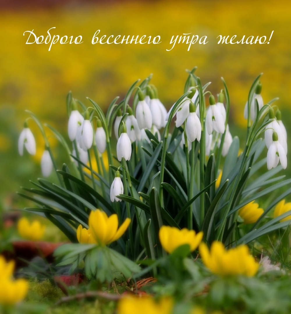 Доброго весеннего утра желаю!