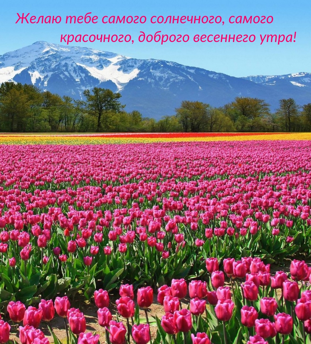 Желаю тебе самого солнечного, доброго весеннего утра!