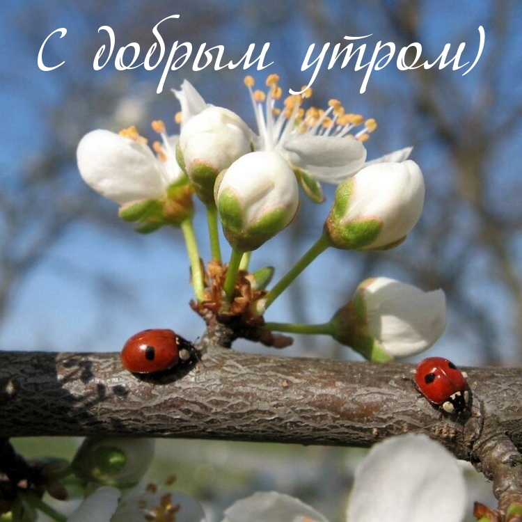 С добрым утром)
