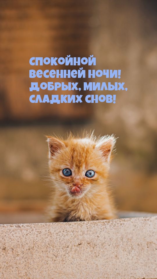 Спокойной весенней ночи! Добрых, милых, сладких снов!