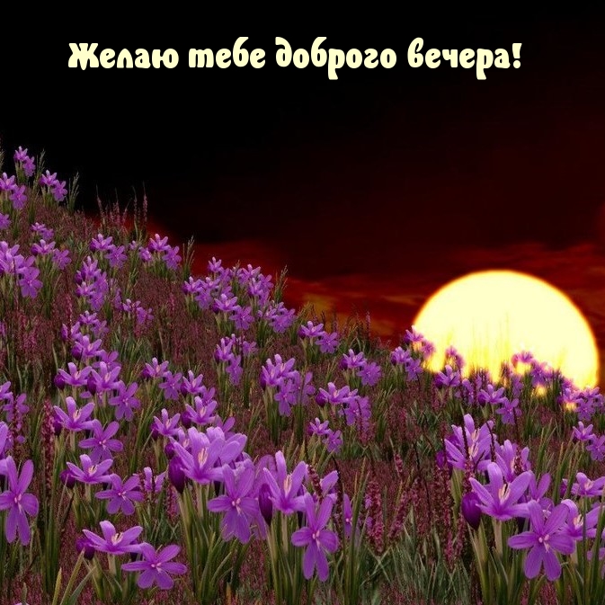 Желаю тебе доброго вечера!