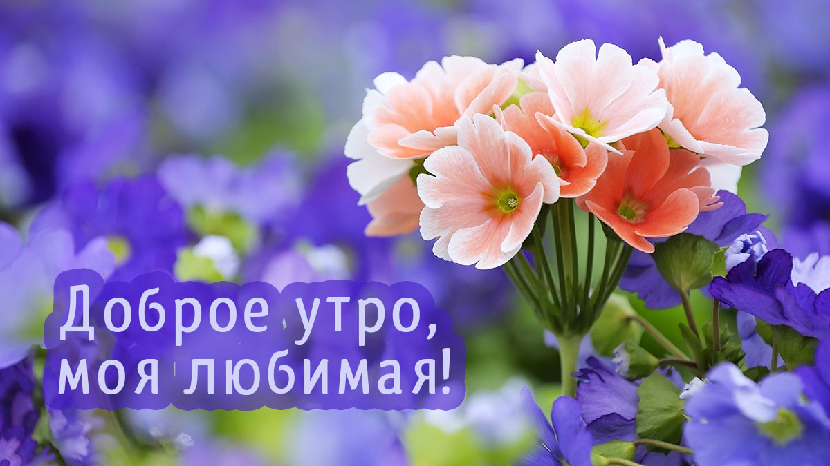 Доброе утро, моя любимая!