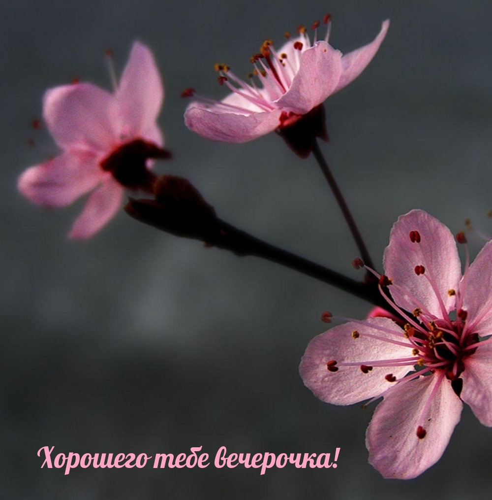 Хорошего тебе вечерочка!