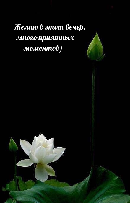 Желаю в этот вечер, много приятных моментов)