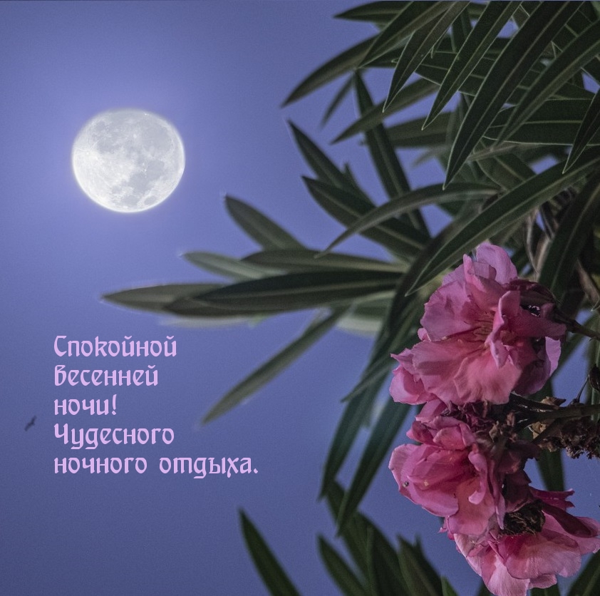Спокойной весенней ночи! Чудесного ночного отдыха.