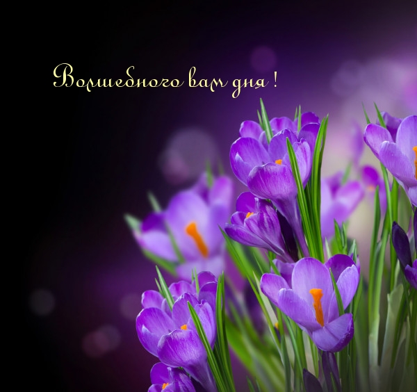 Волшебного вам дня!