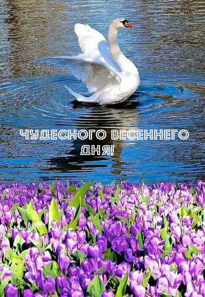 Чудесного весеннего дня!