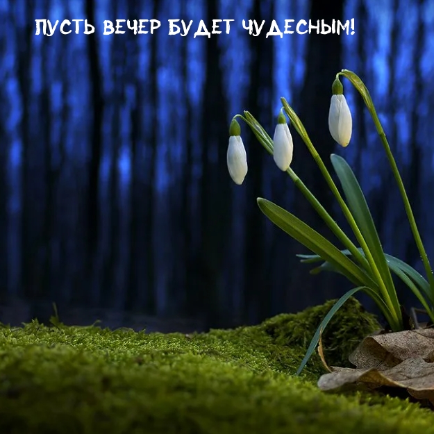 Пусть вечер будет чудесным!