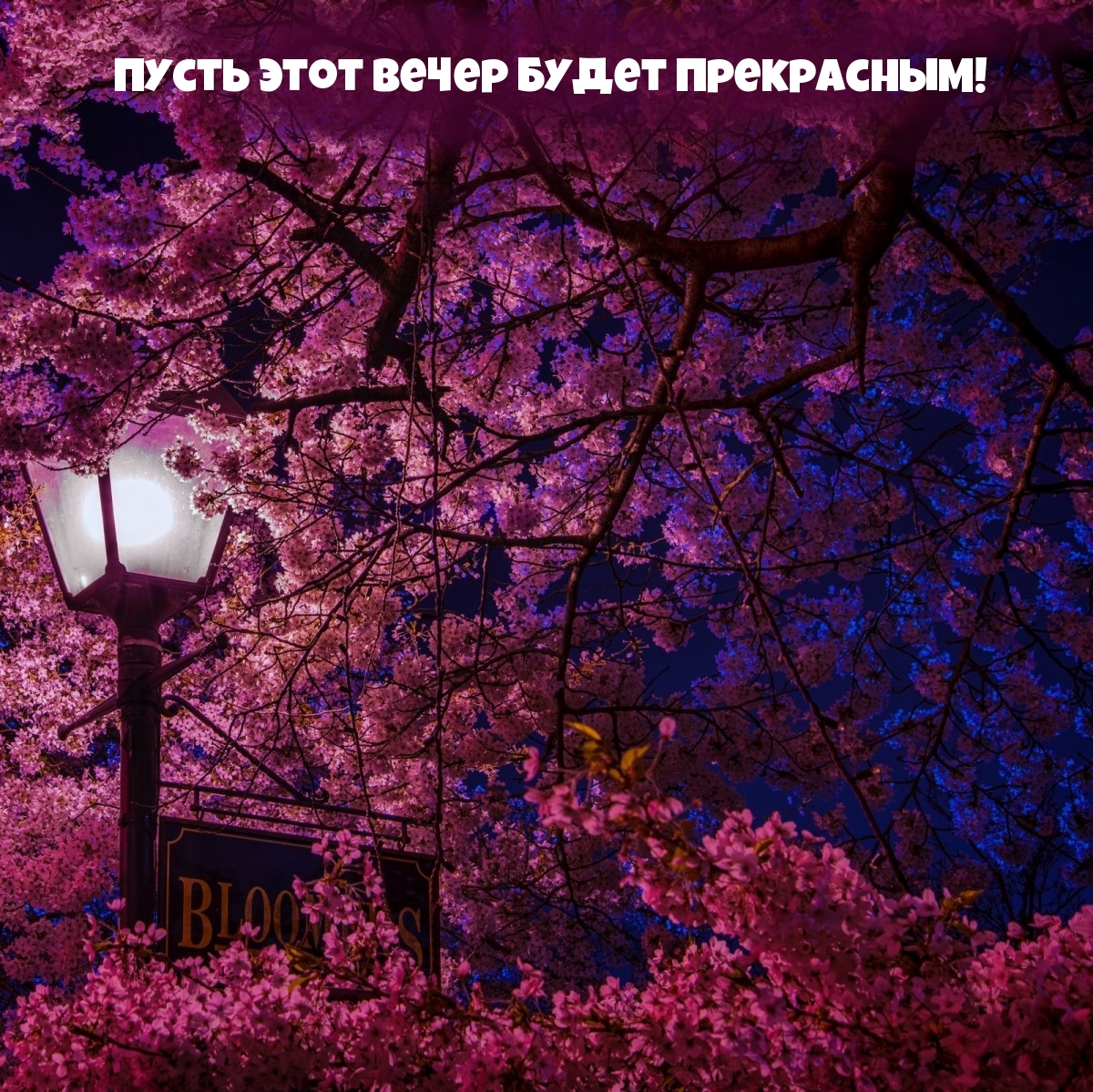 Пусть этот вечер будет прекрасным!