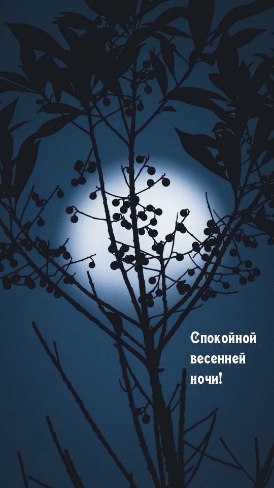 Спокойной весенней ночи!