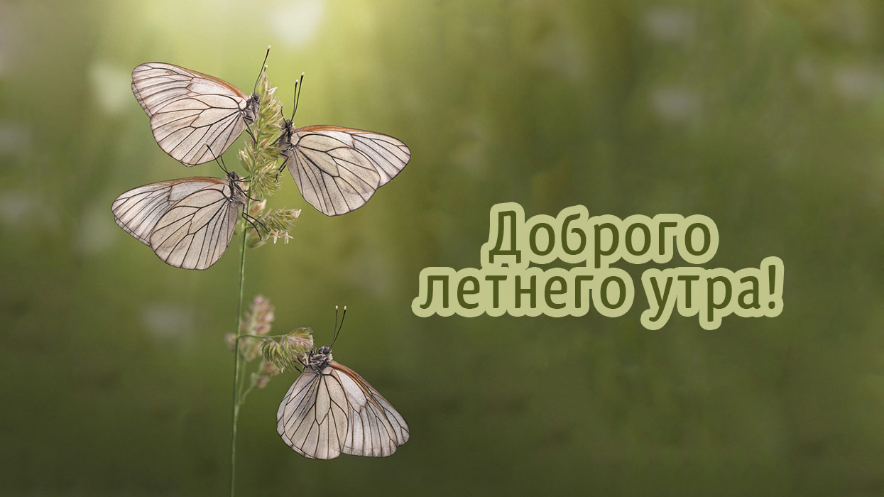Доброго летнего утра!