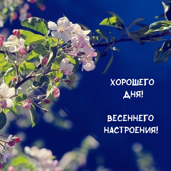 Хорошего дня! Весеннего настроения!