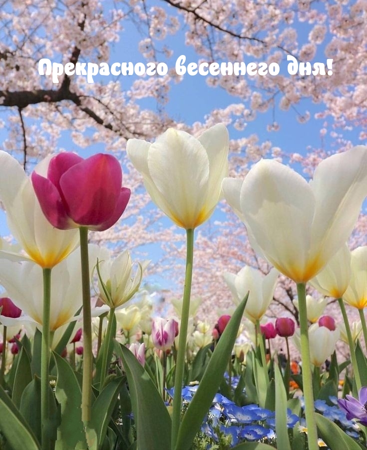Прекрасного весеннего дня!