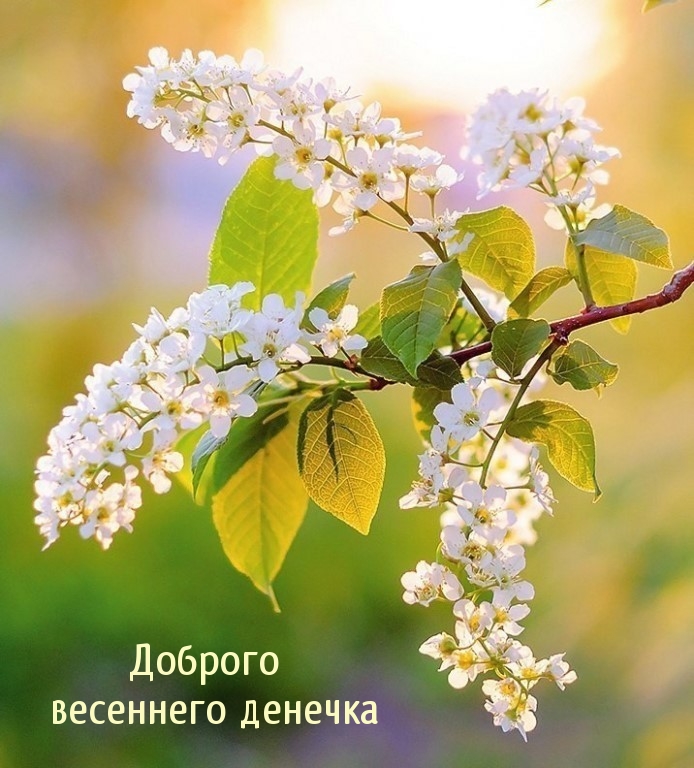 Доброго весеннего денечка