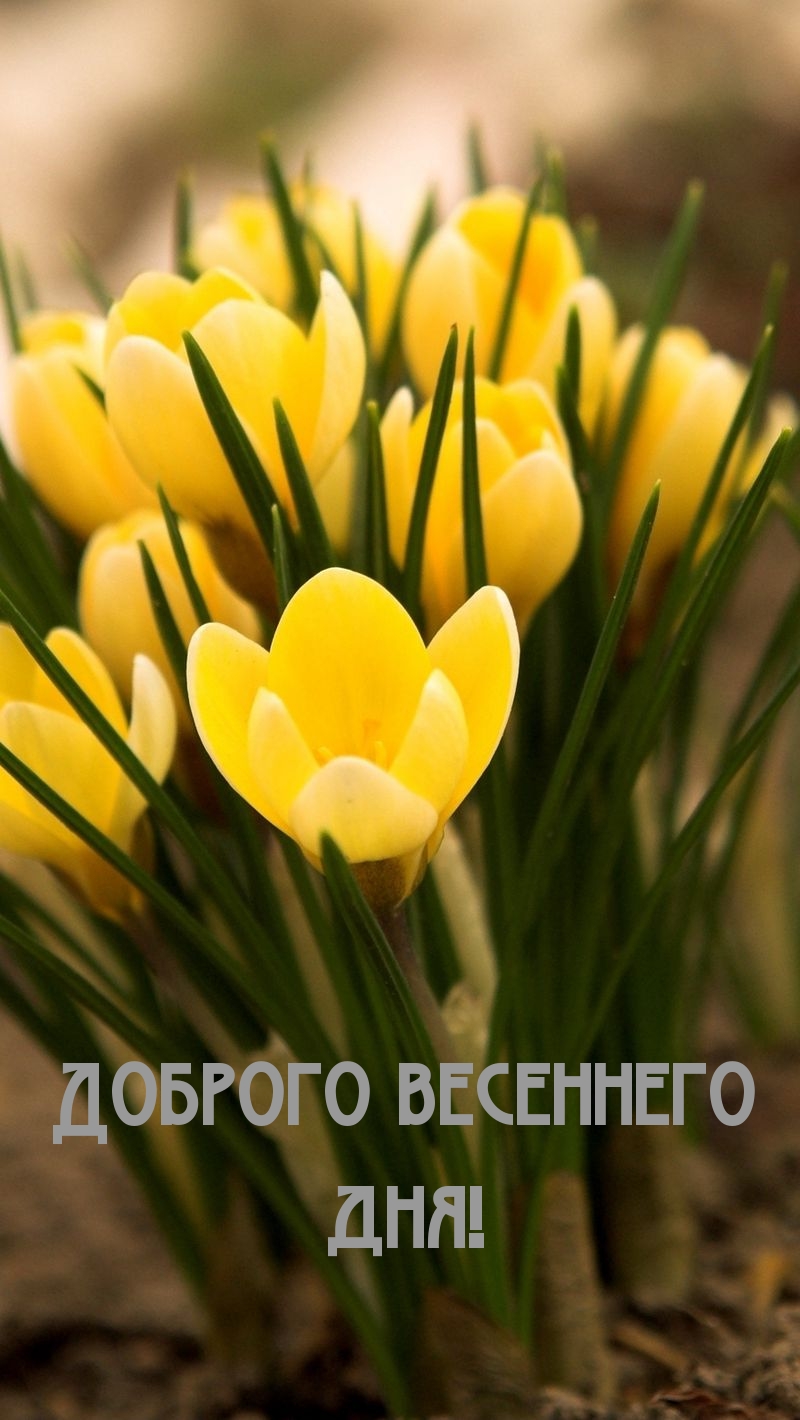 Доброго весеннего дня!
